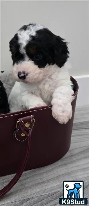 Aussiedoodle puppy for sale